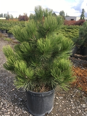 Image Pinus leucodermis 'Compact Gem'