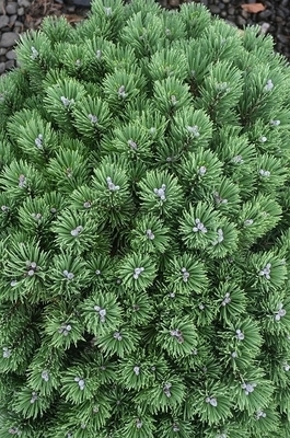 Image Pinus mugo 'Sherwood Compact'