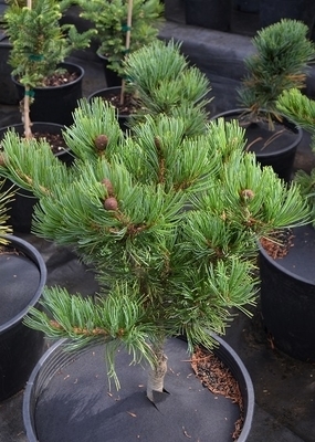 Image Pinus parviflora 'Fukuzumi'