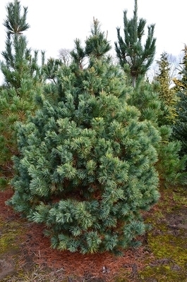 Image Pinus parviflora 'Gimborn's Ideal'