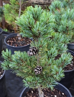 Image Pinus parviflora 'Pentazuma'