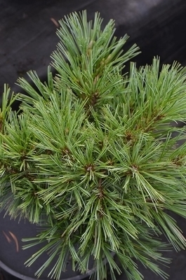 Image Pinus strobus 'Blue Shag'