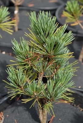 Image Pinus strobiformis 'Loma Linda'
