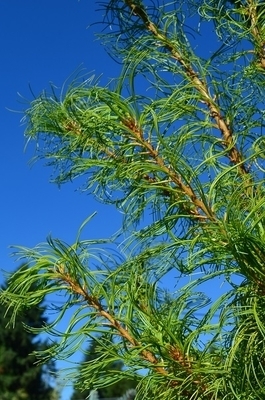 Image Pinus strobus 'Torulosa'