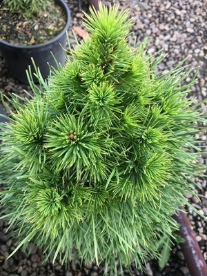 Image Pinus sylvestris 'Green Penguin'