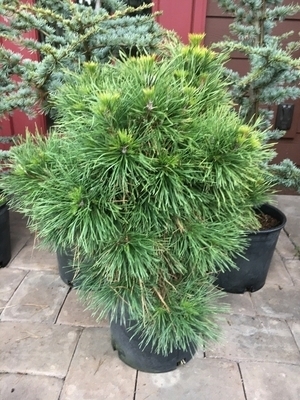 Image Pinus sylvestris 'Moseri'