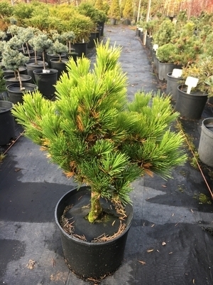 Image Pinus thunbergii 'Emery's Dwarf'