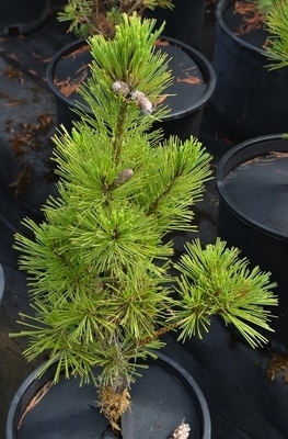 Image Pinus x schwerinii 'Weithorst'