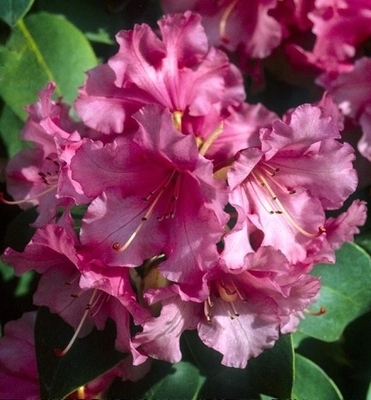 Image Rhododendron 'April Glow'