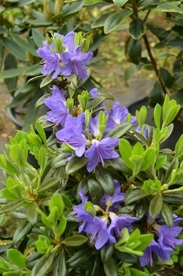 Image Rhododendron 'Blue Baron'