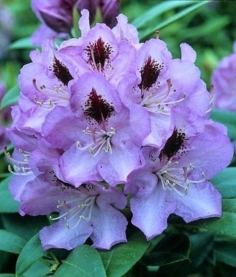 Image Rhododendron 'Blue Jay'