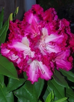 Image Rhododendron 'Burgundy Lace'