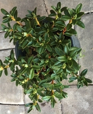 Image Rhododendron campylogynum var. myrtilloides