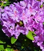 Image Rhododendron 'Carolina Spring'