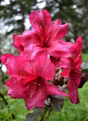 Image Rhododendron 'Ebony Pearl'