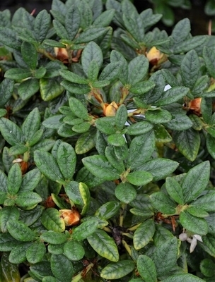 Image Rhododendron forrestii var. tumescens