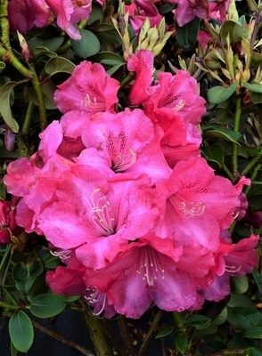 Image Rhododendron 'Gartendirektor Glocker'