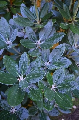 Image Rhododendron 'Golfer'