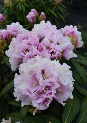 Image Rhododendron 'Gordon Jones'