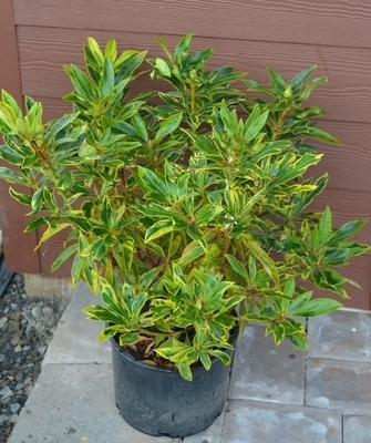 Image Rhododendron 'Helsinki University' (variegated form)