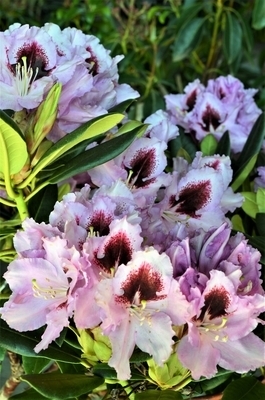 Image Rhododendron 'Kabarett'