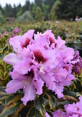 Image Rhododendron 'Kabarett Variegated'