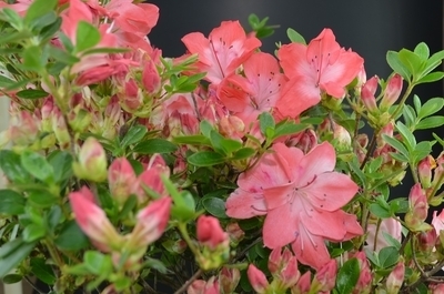 Image Rhododendron kiusianum 'Komo Kulshan'