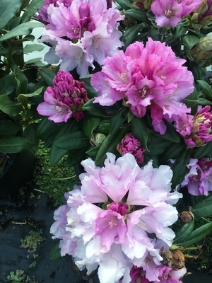 Image Rhododendron 'Lavender Haze'