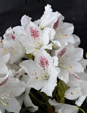 Image Rhododendron 'Martha Player'