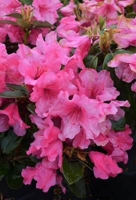 Image Rhododendron 'Oudijk's Sensation'