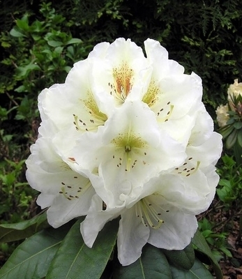 Image Rhododendron 'Phyllis Korn'