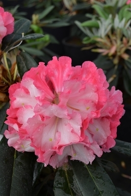 Image Rhododendron 'Pink Pinwheels'