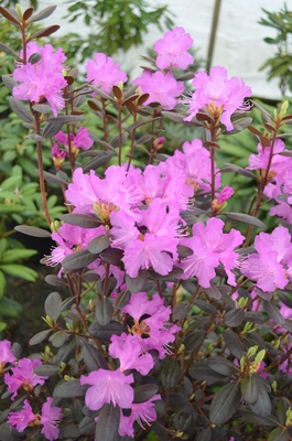 Image Rhododendron 'Black Satin'