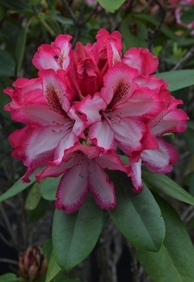 Image Rhododendron 'Pomegranate Splash'