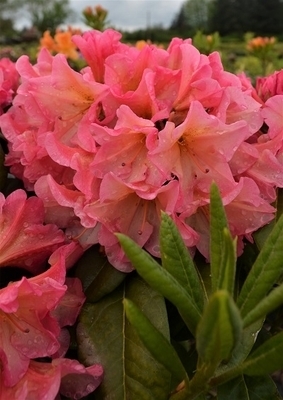 Image Rhododendron 'Rio Salsa'