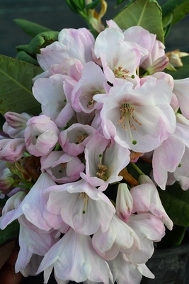 Image Rhododendron 'Rosemary Chipp'