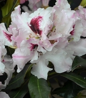 Image Rhododendron 'Sapporo'