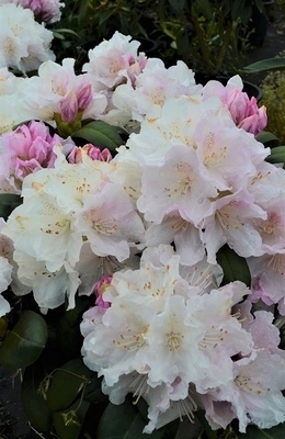 Image Rhododendron 'Schneekrone'