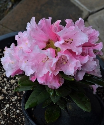 Image Rhododendron 'Something Lovely'