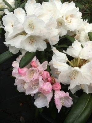 Image Rhododendron degronianum ssp. yakushimanum 'Yaku Angel'