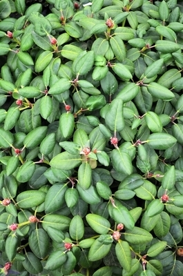 Image Rhododendron yakushimanum x williamsianum