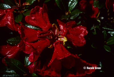 Image Rhododendron 'Ruby Hart'