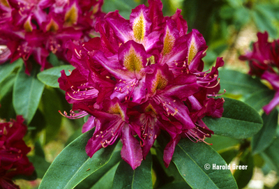 Image Rhododendron 'Starburst'