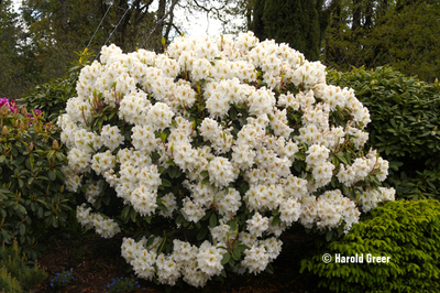 Image Rhododendron 'White Gold'
