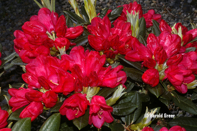 Image Rhododendron degronianum ssp. yakushimanum 'Yummy Yak'